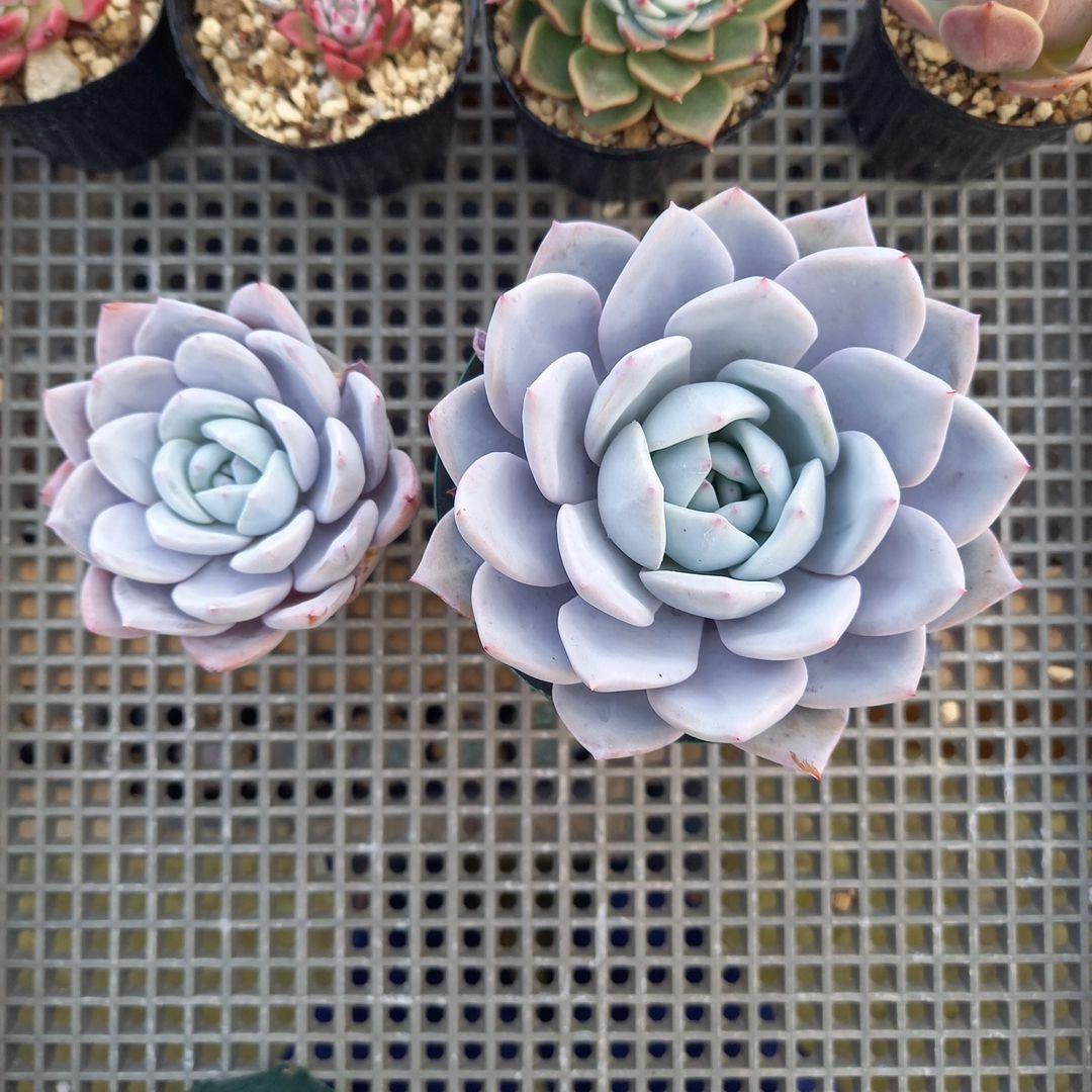 エケベリア・セダム Chikky