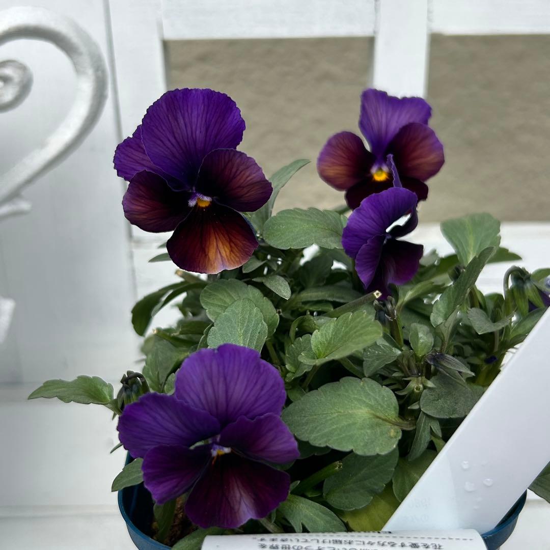 ◆◆Mieさま　ＮＳ３２♥ヌーヴェルヴァーグ　すみれの革命♥合計6ポット