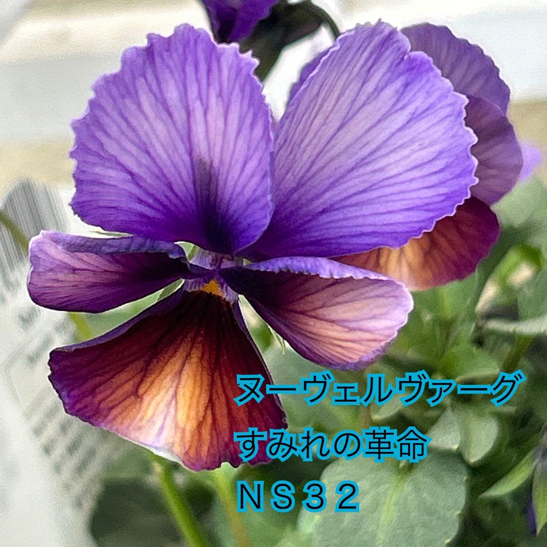 ◆◆Mieさま　ＮＳ３２♥ヌーヴェルヴァーグ　すみれの革命♥合計6ポット
