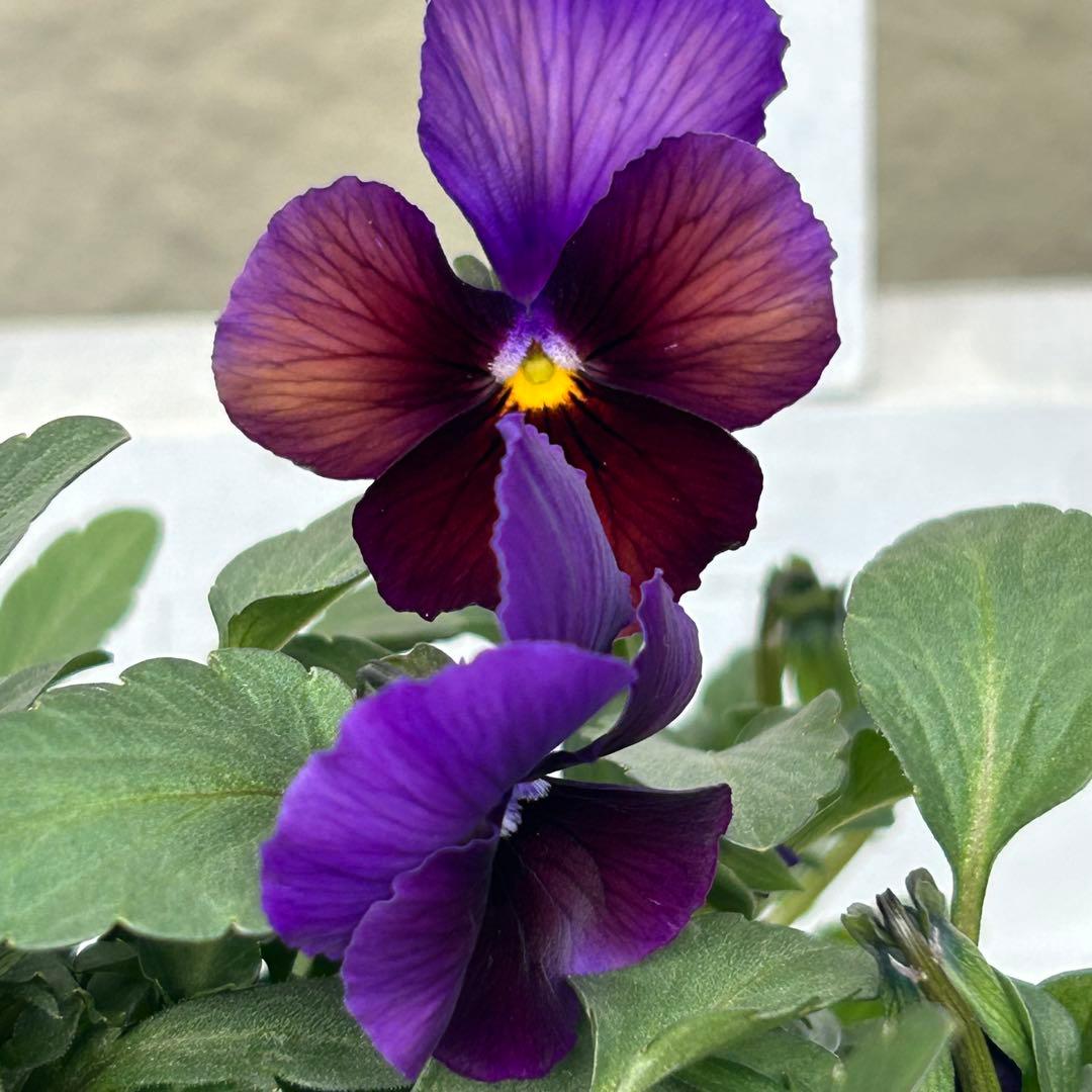 ◆◆Mieさま　ＮＳ３２♥ヌーヴェルヴァーグ　すみれの革命♥合計6ポット