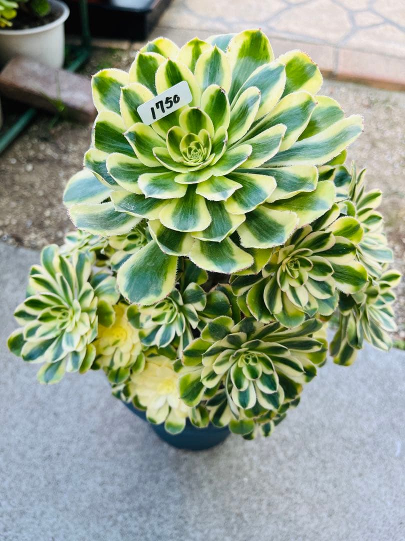 アエオニウム　ブランデー　シャネルの白錦タイプ 30頭以上群生株　＃1750