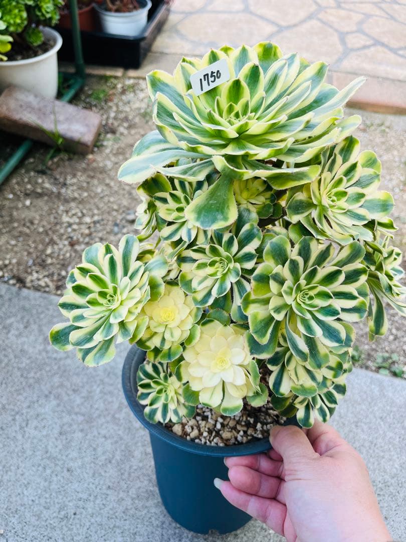 アエオニウム　ブランデー　シャネルの白錦タイプ 30頭以上群生株　＃1750