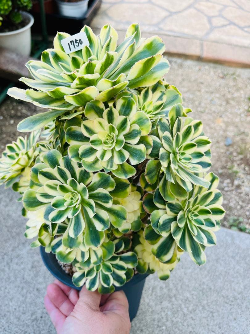 アエオニウム　ブランデー　シャネルの白錦タイプ 30頭以上群生株　＃1750