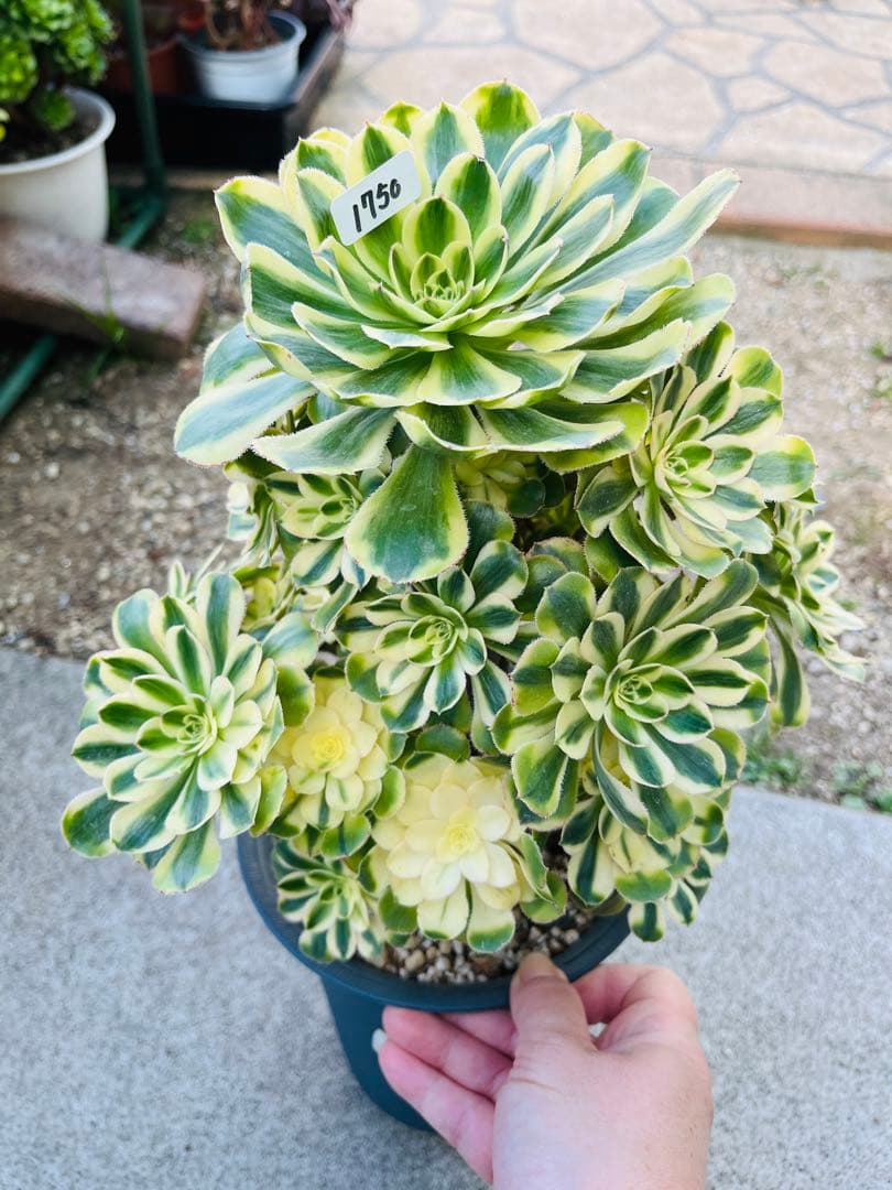 アエオニウム　ブランデー　シャネルの白錦タイプ 30頭以上群生株　＃1750