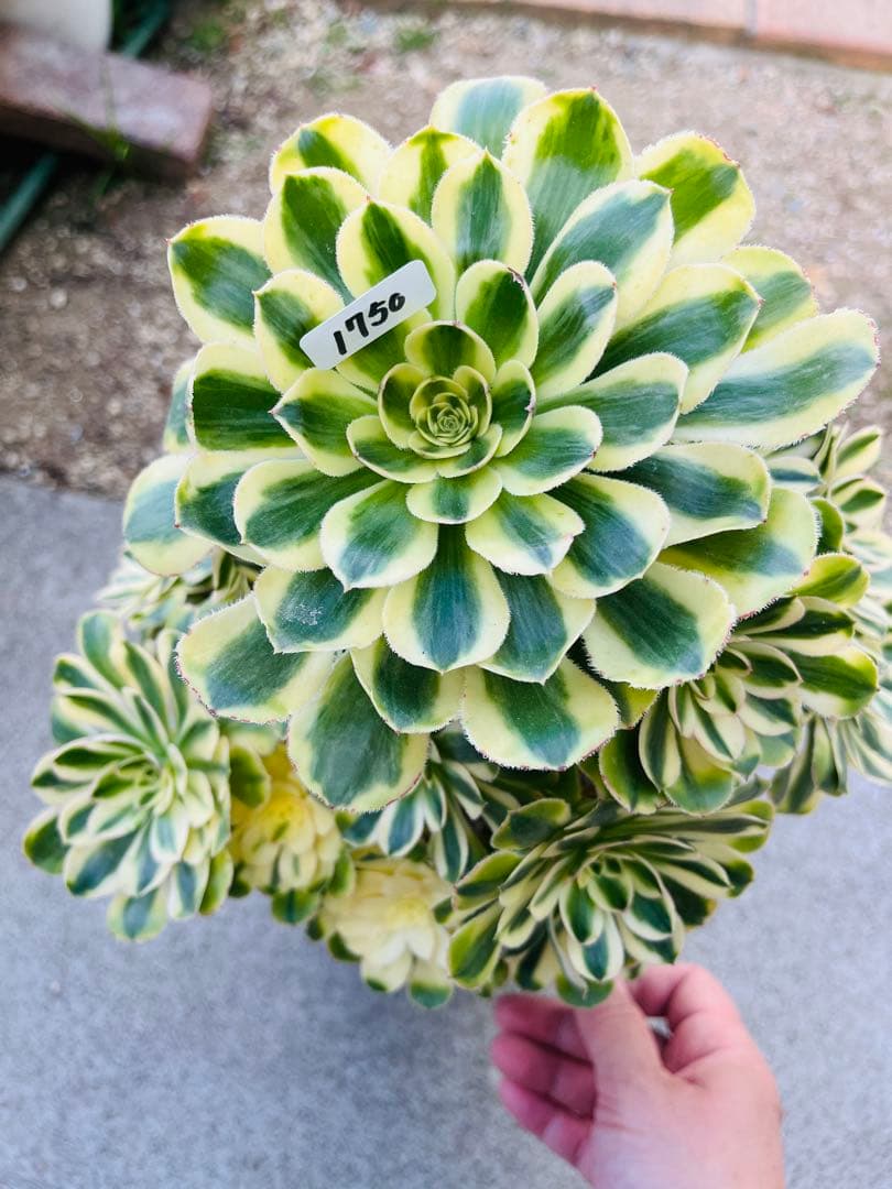 アエオニウム　ブランデー　シャネルの白錦タイプ 30頭以上群生株　＃1750