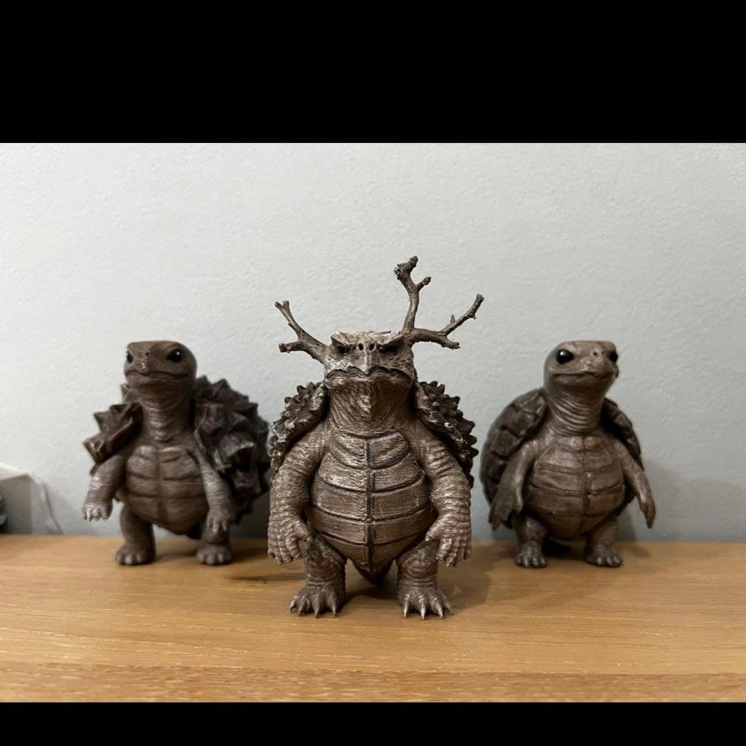 亀甲亀(アフリカ・メキシコ) パキプス亀