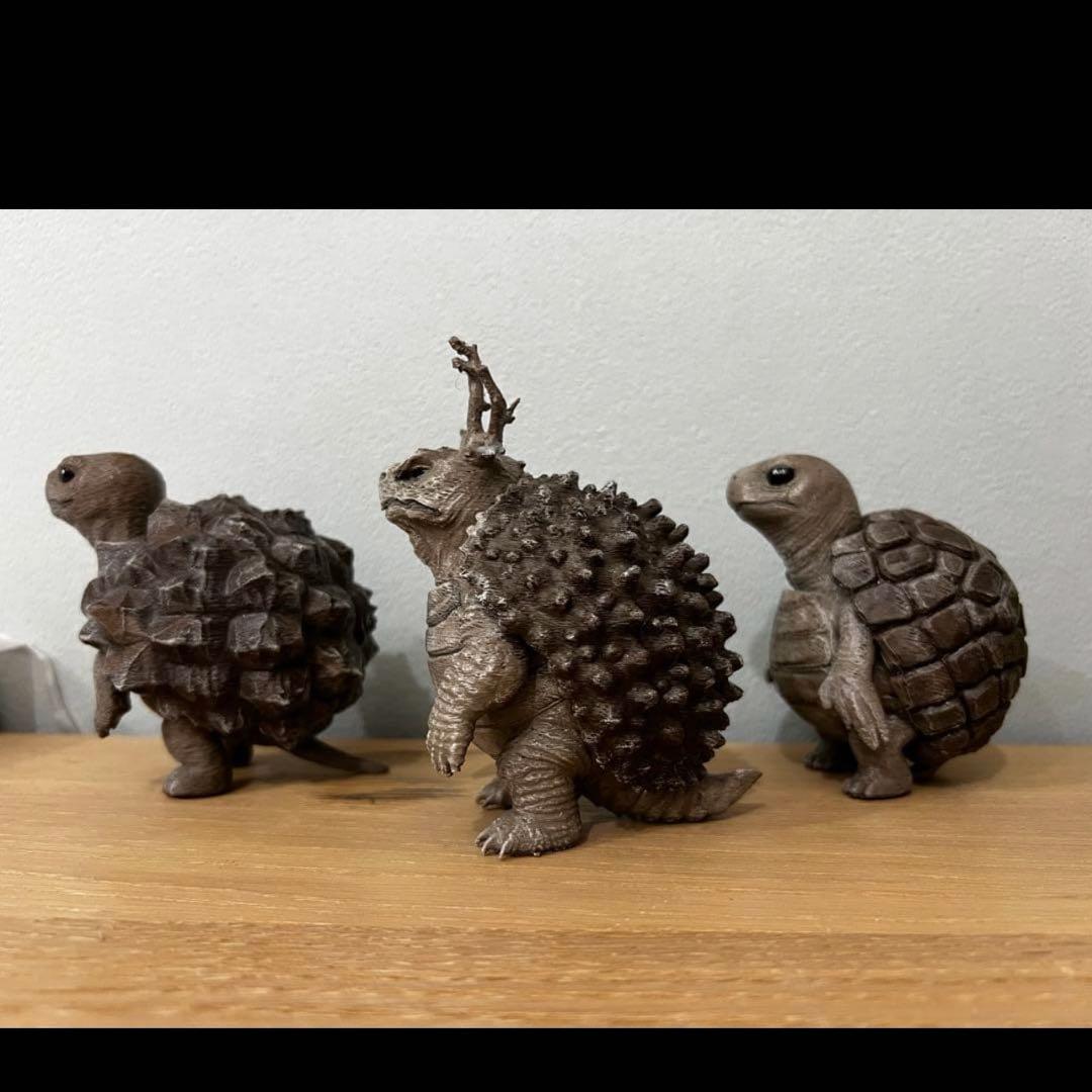 亀甲亀(アフリカ・メキシコ) パキプス亀