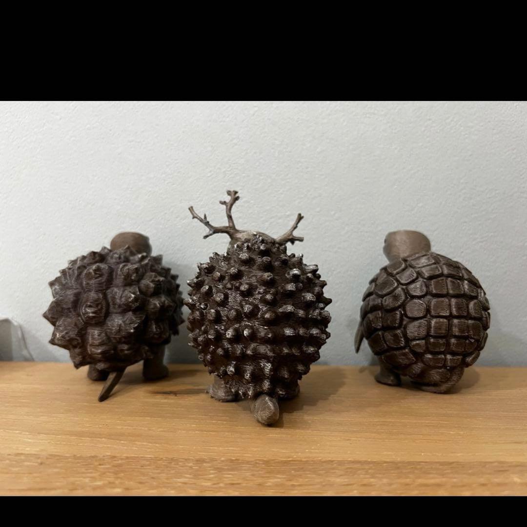 亀甲亀(アフリカ・メキシコ) パキプス亀