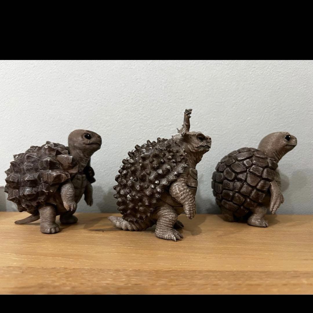 亀甲亀(アフリカ・メキシコ) パキプス亀