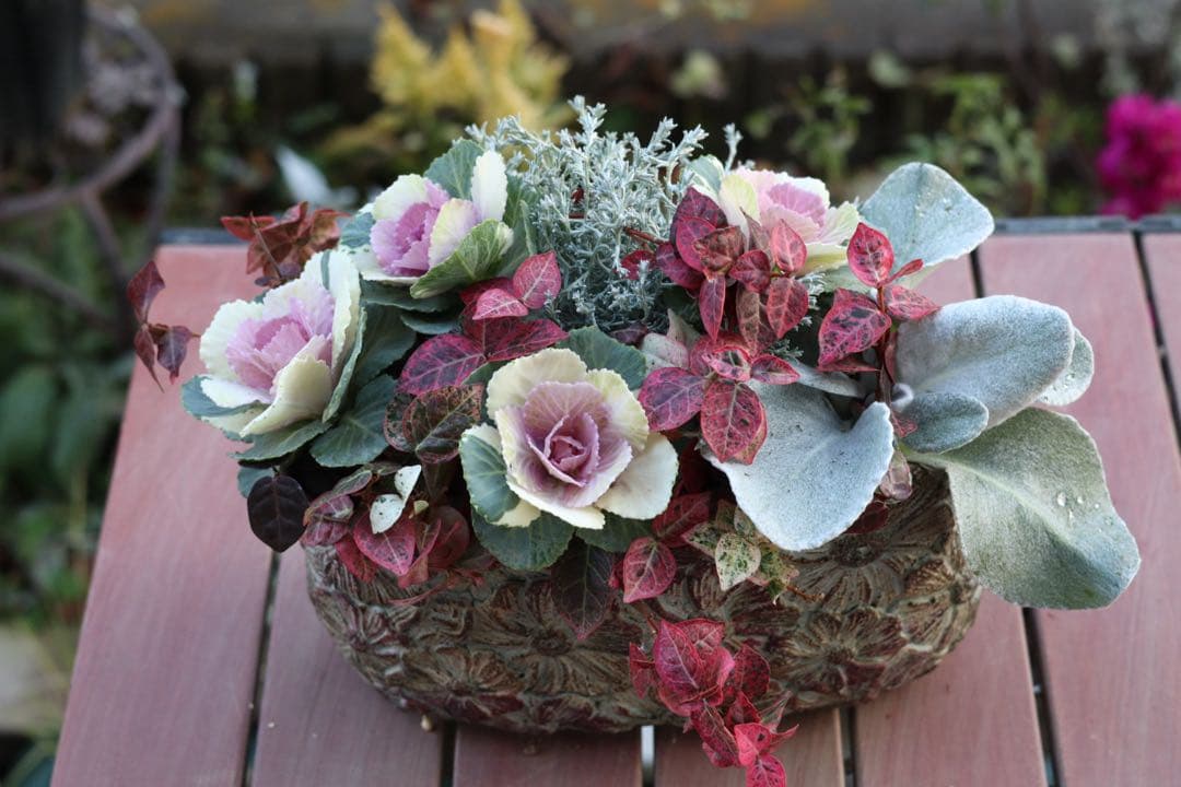 小さな寄せ植え2個セット‼️