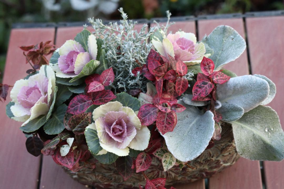 小さな寄せ植え2個セット‼️