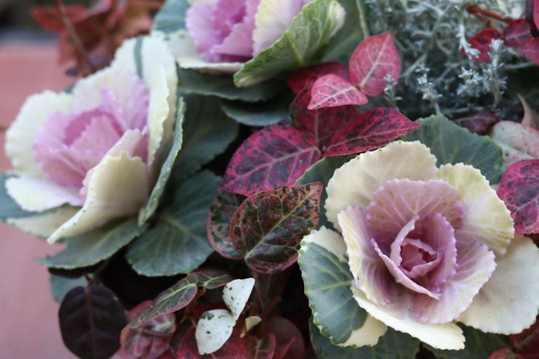 小さな寄せ植え2個セット‼️