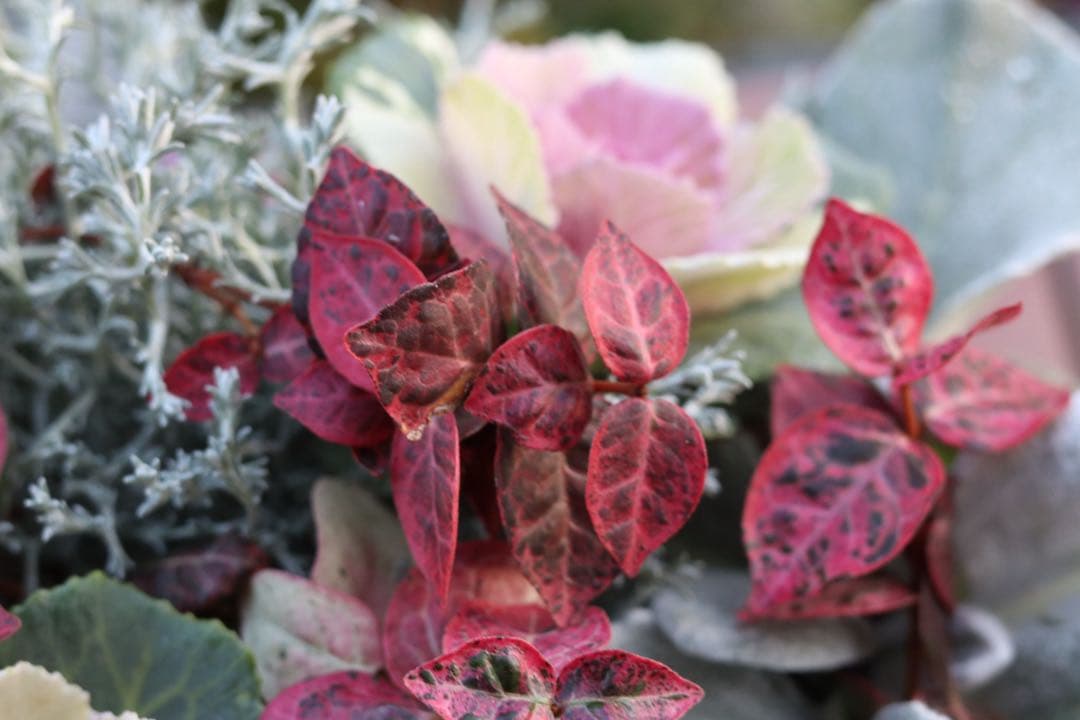 小さな寄せ植え2個セット‼️