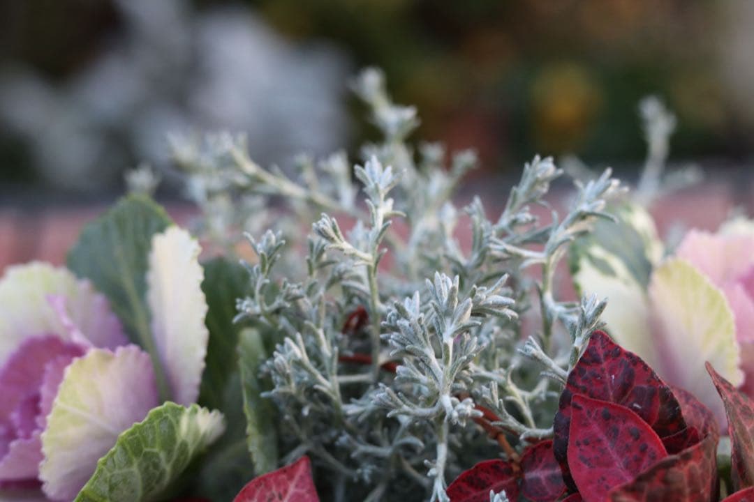 小さな寄せ植え2個セット‼️