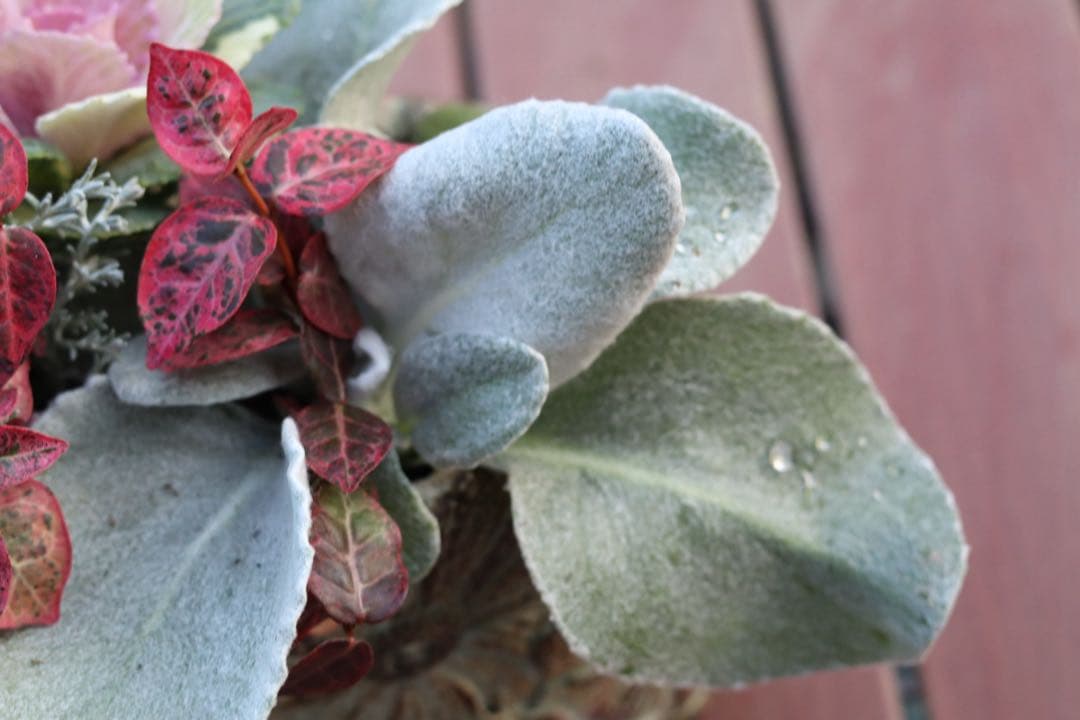 小さな寄せ植え2個セット‼️