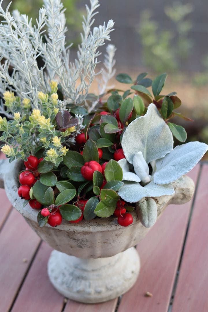 小さな寄せ植え2個セット‼️