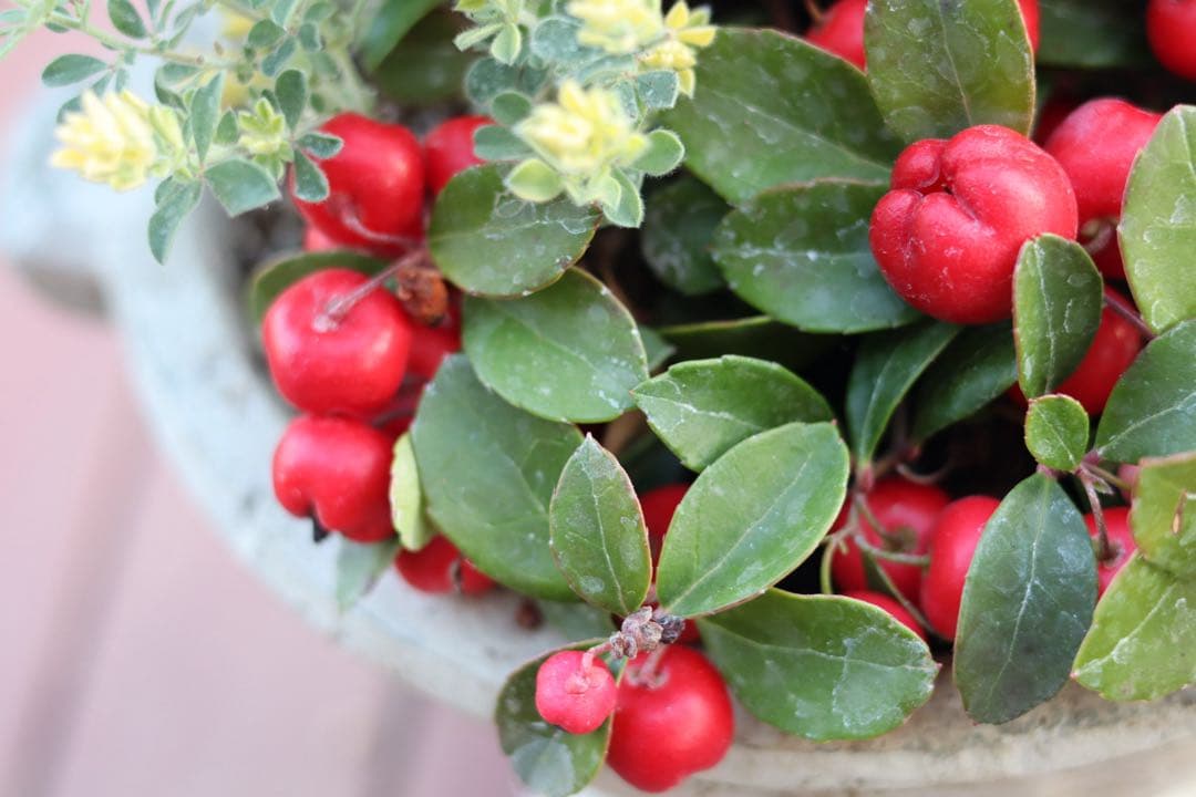 小さな寄せ植え2個セット‼️