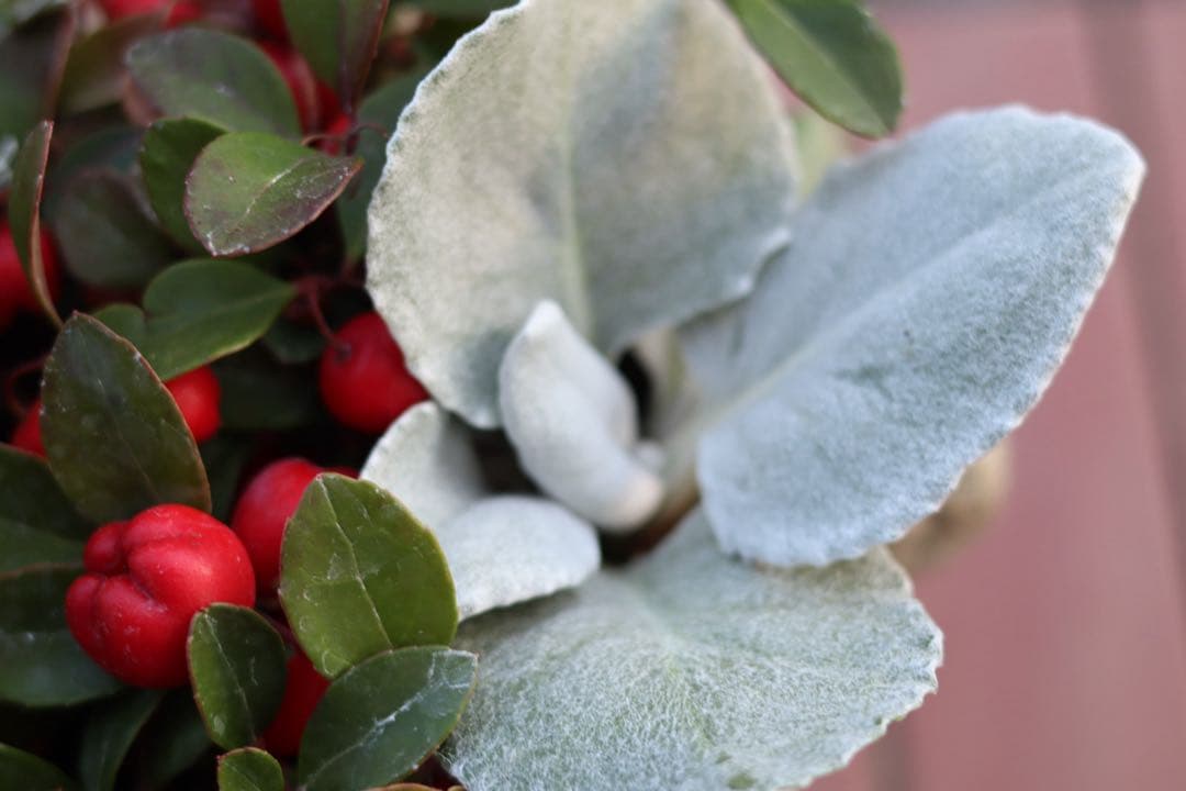 小さな寄せ植え2個セット‼️