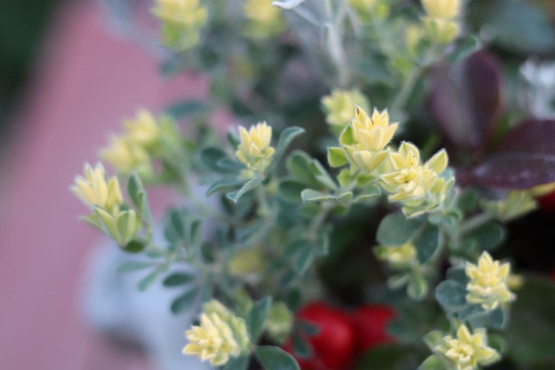 小さな寄せ植え2個セット‼️