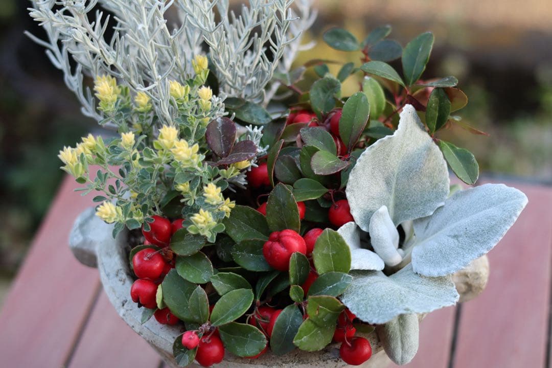 小さな寄せ植え2個セット‼️