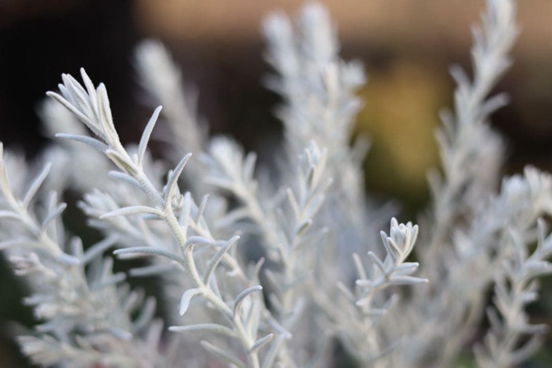 小さな寄せ植え2個セット‼️