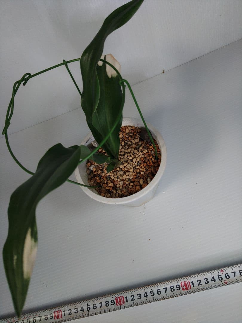 文鳥丸 万年青　おもと　オモト　 No.27　送料込み　観葉植物