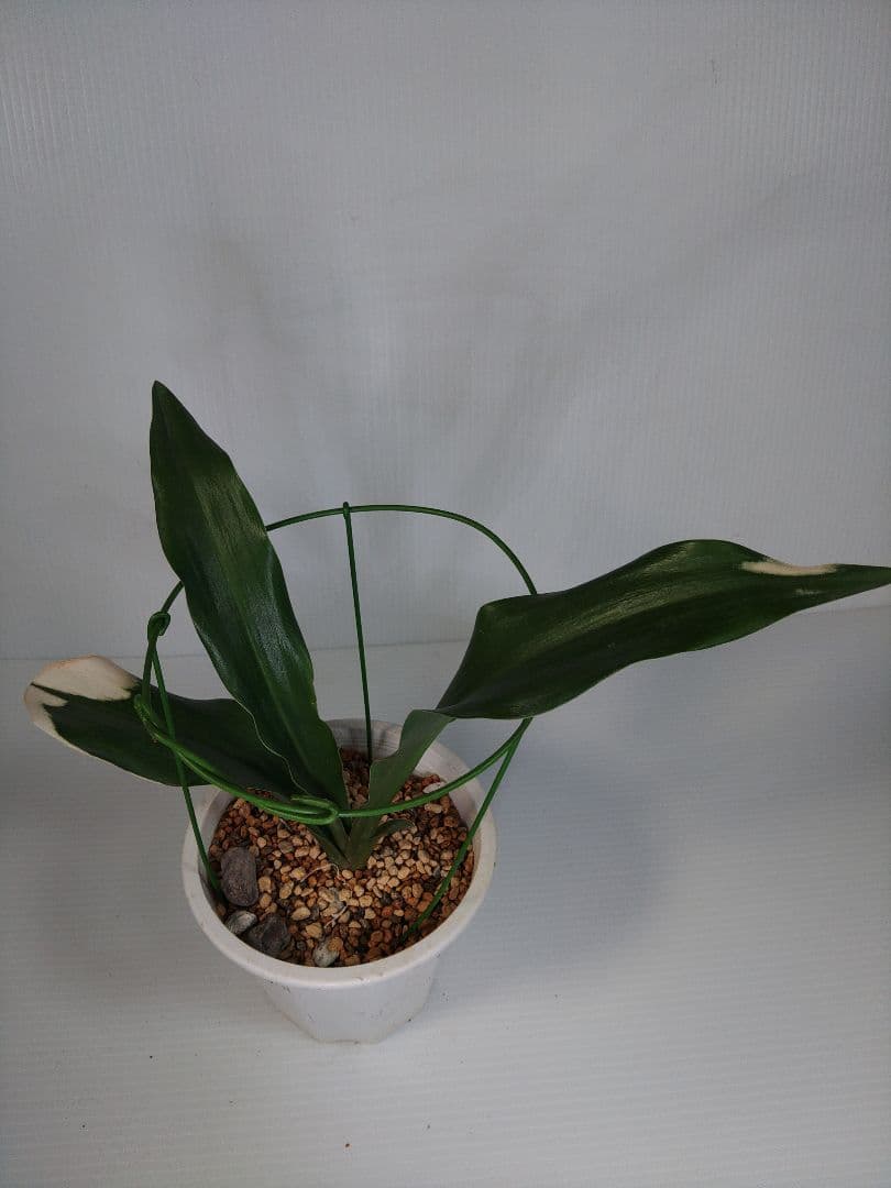 文鳥丸 万年青　おもと　オモト　 No.27　送料込み　観葉植物