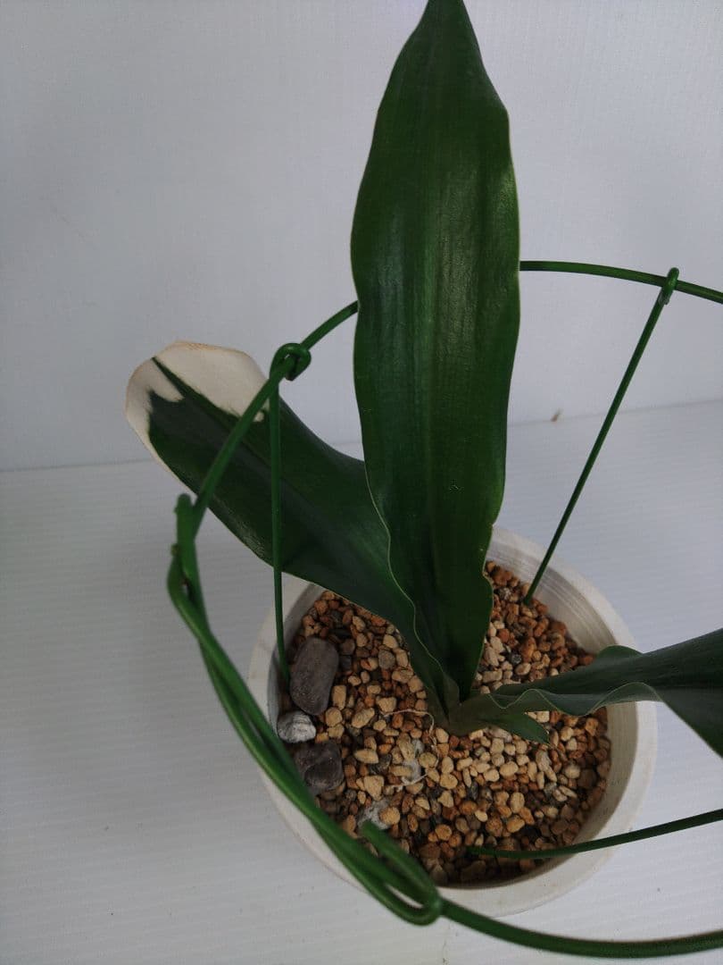 文鳥丸 万年青　おもと　オモト　 No.27　送料込み　観葉植物