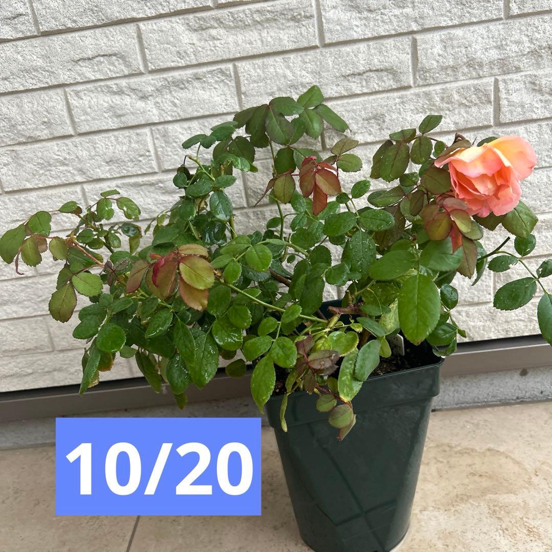 大苗　レディエマハミルトン　イングリッシュローズ　廃盤　強香　返り咲き