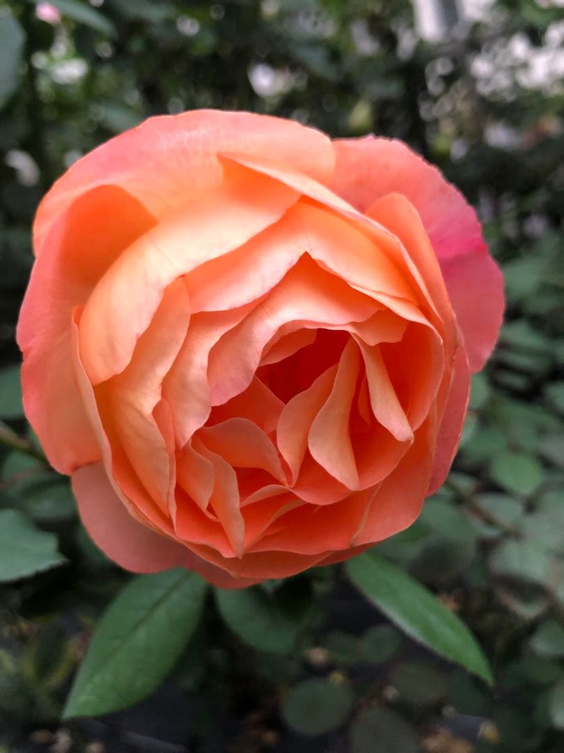 大苗　レディエマハミルトン　イングリッシュローズ　廃盤　強香　返り咲き