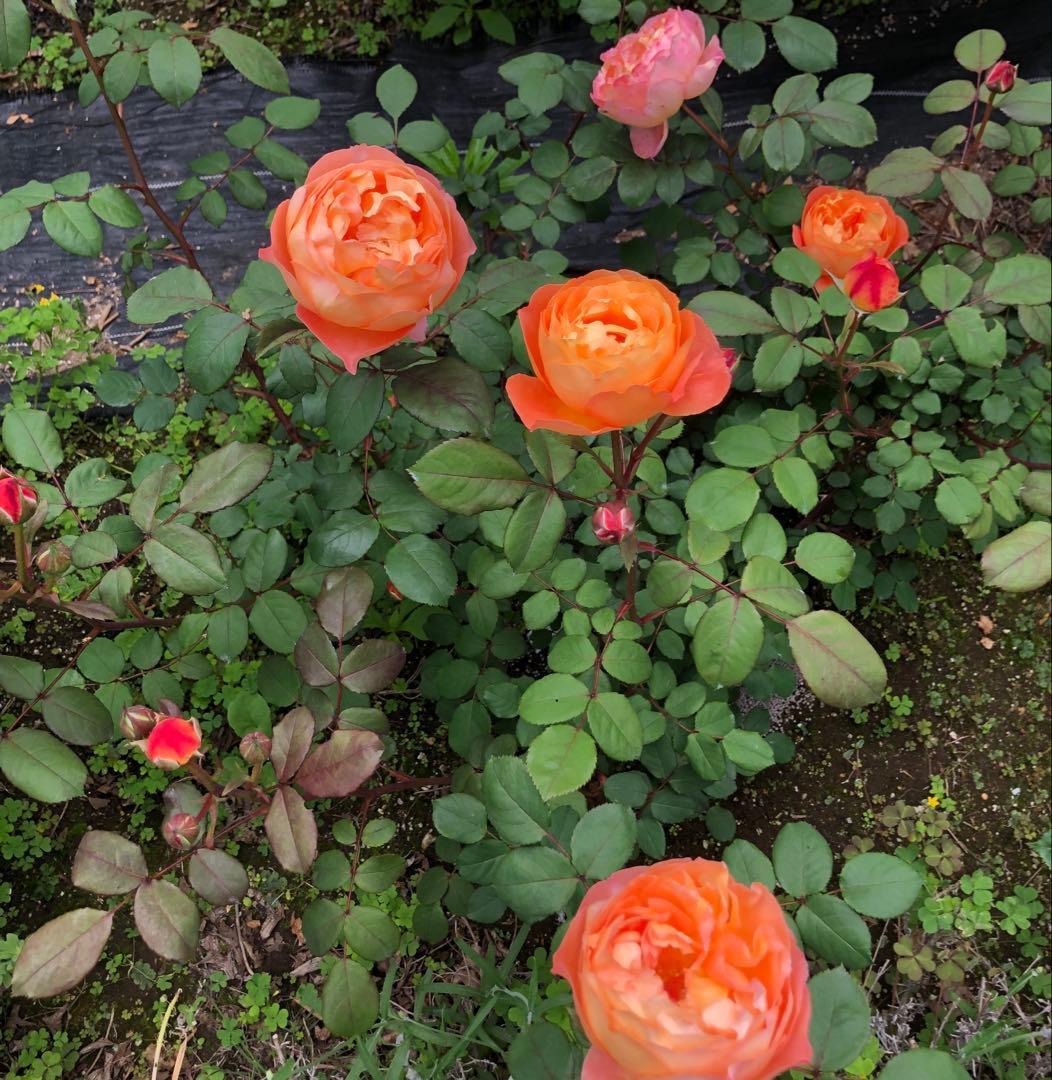 大苗　レディエマハミルトン　イングリッシュローズ　廃盤　強香　返り咲き