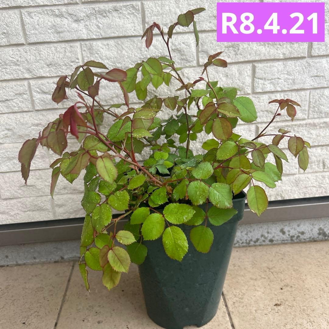 大苗　レディエマハミルトン　イングリッシュローズ　廃盤　強香　返り咲き