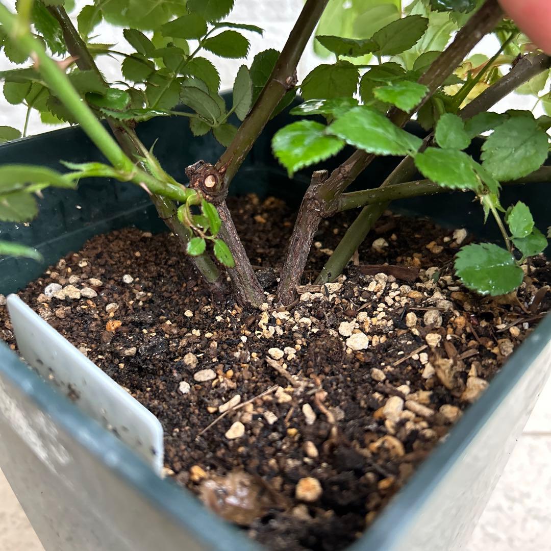 大苗　レディエマハミルトン　イングリッシュローズ　廃盤　強香　返り咲き