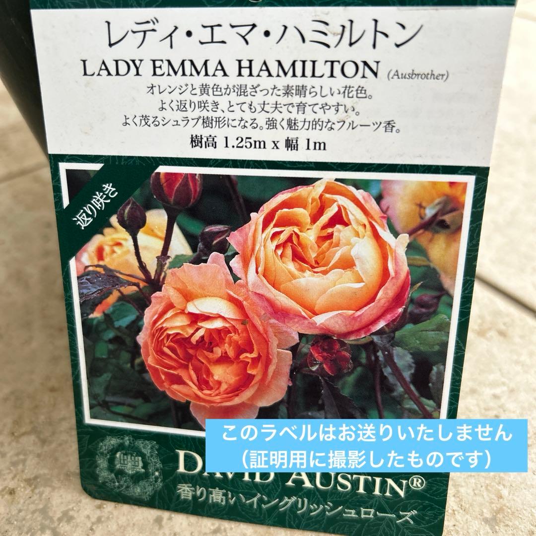 大苗　レディエマハミルトン　イングリッシュローズ　廃盤　強香　返り咲き