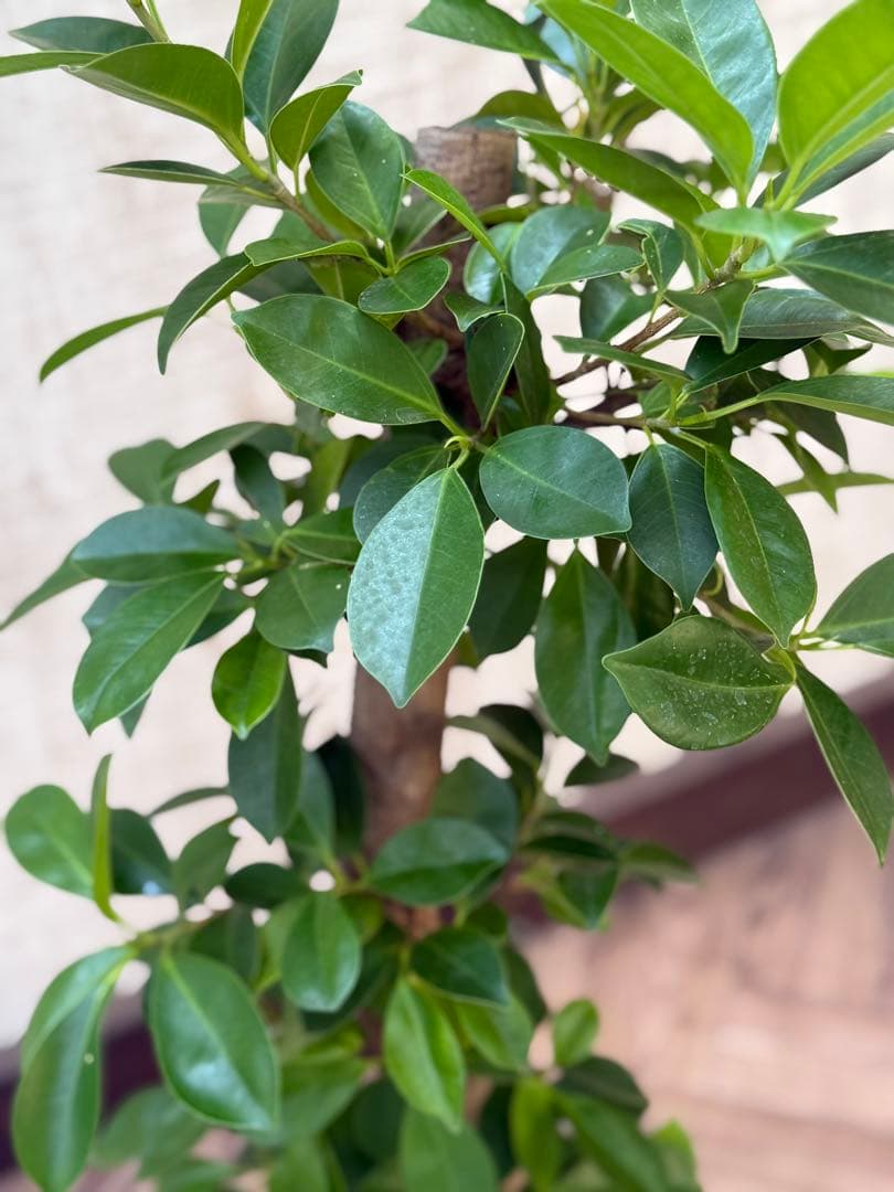 ☆ ガジュマル 太幹♪ 100cm 7号♪