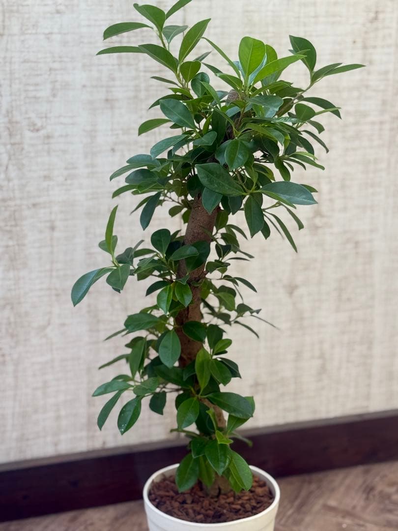 ☆ ガジュマル 太幹♪ 100cm 7号♪