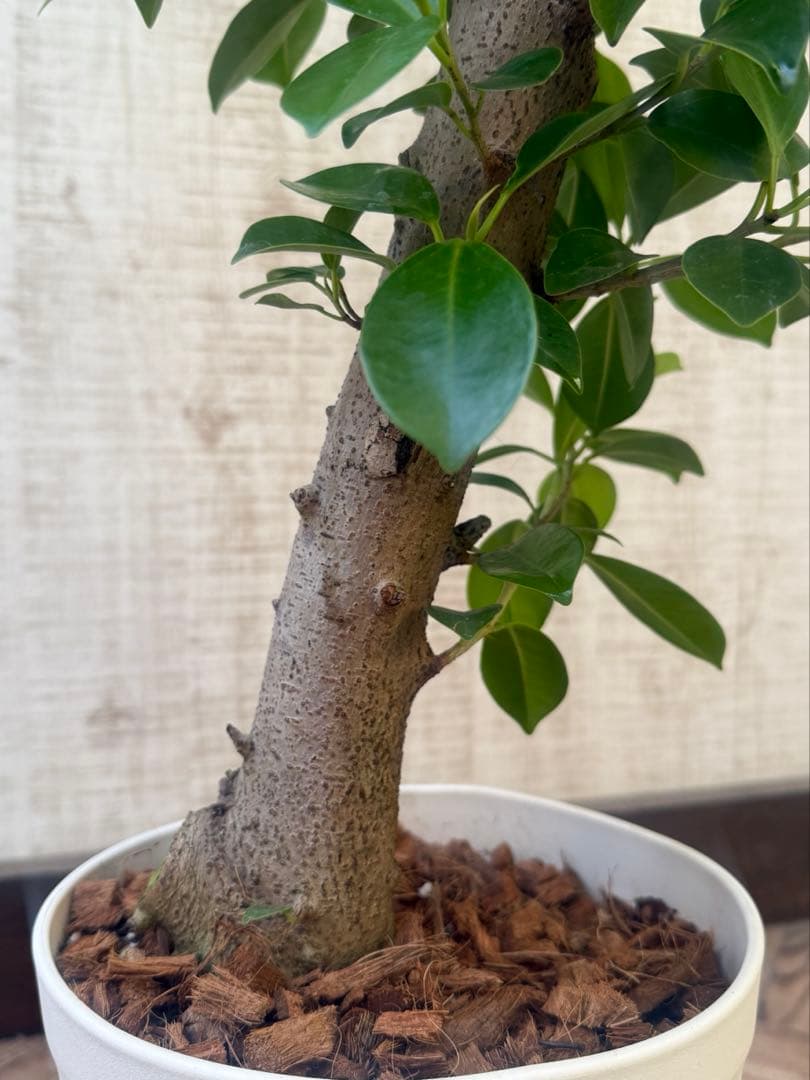 ☆ ガジュマル 太幹♪ 100cm 7号♪