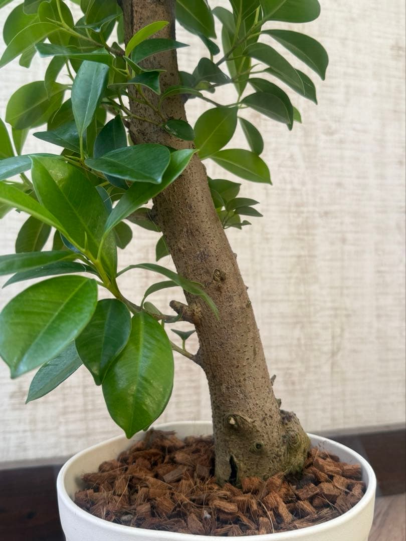 ☆ ガジュマル 太幹♪ 100cm 7号♪