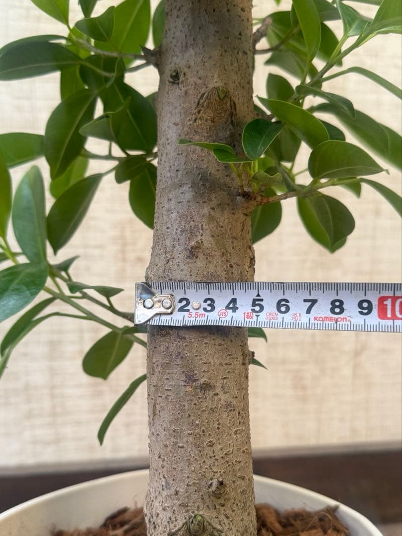 ☆ ガジュマル 太幹♪ 100cm 7号♪