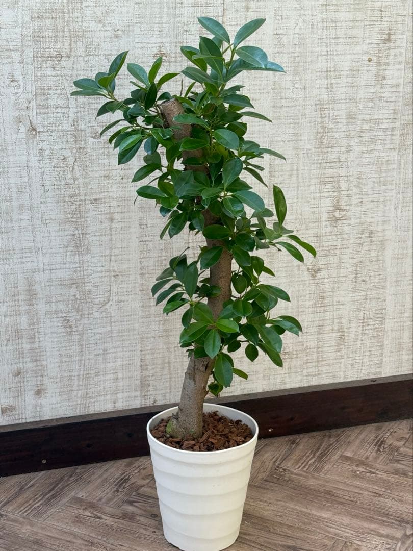 ☆ ガジュマル 太幹♪ 100cm 7号♪