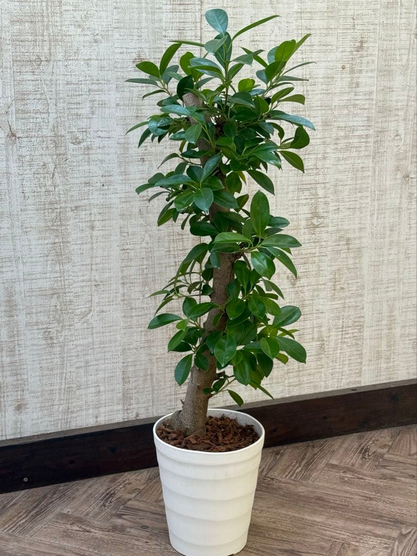 ☆ ガジュマル 太幹♪ 100cm 7号♪