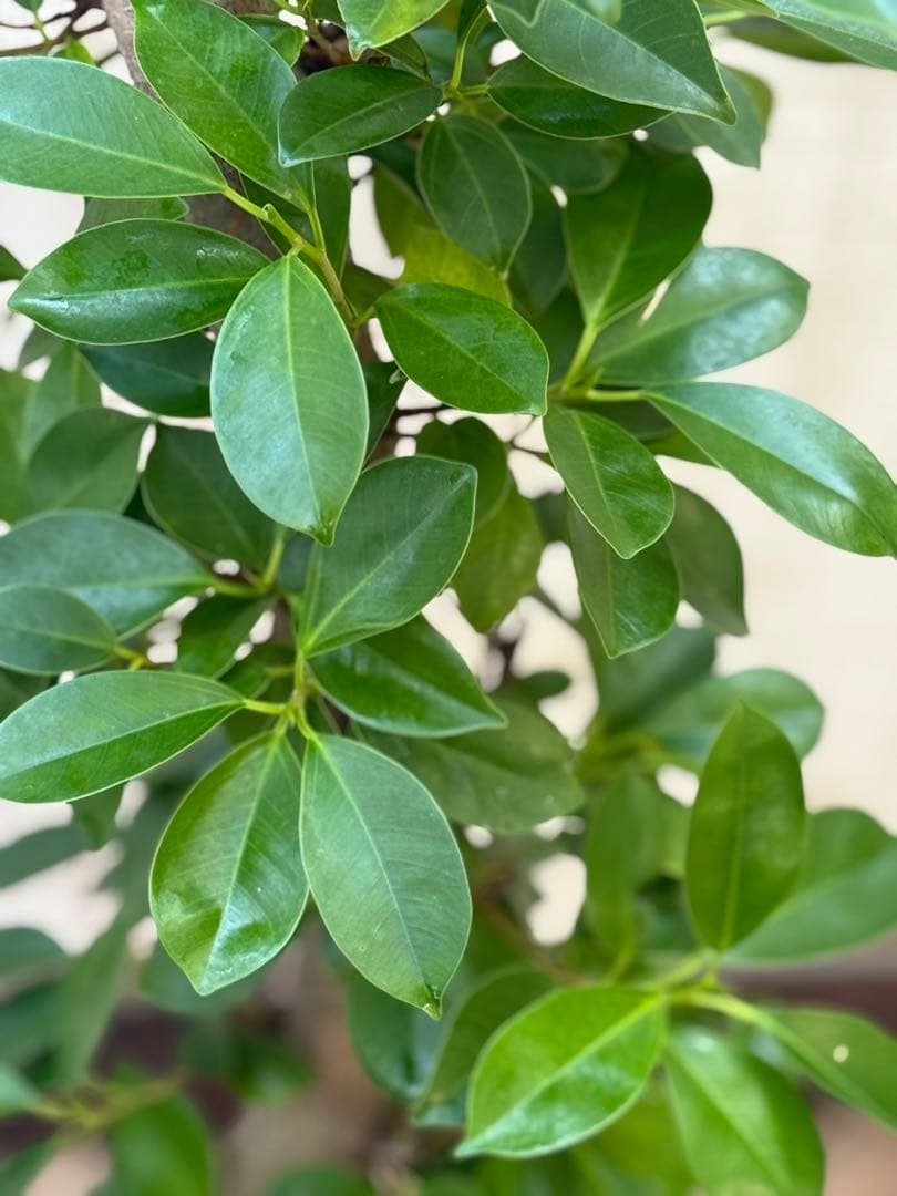 ☆ ガジュマル 太幹♪ 100cm 7号♪