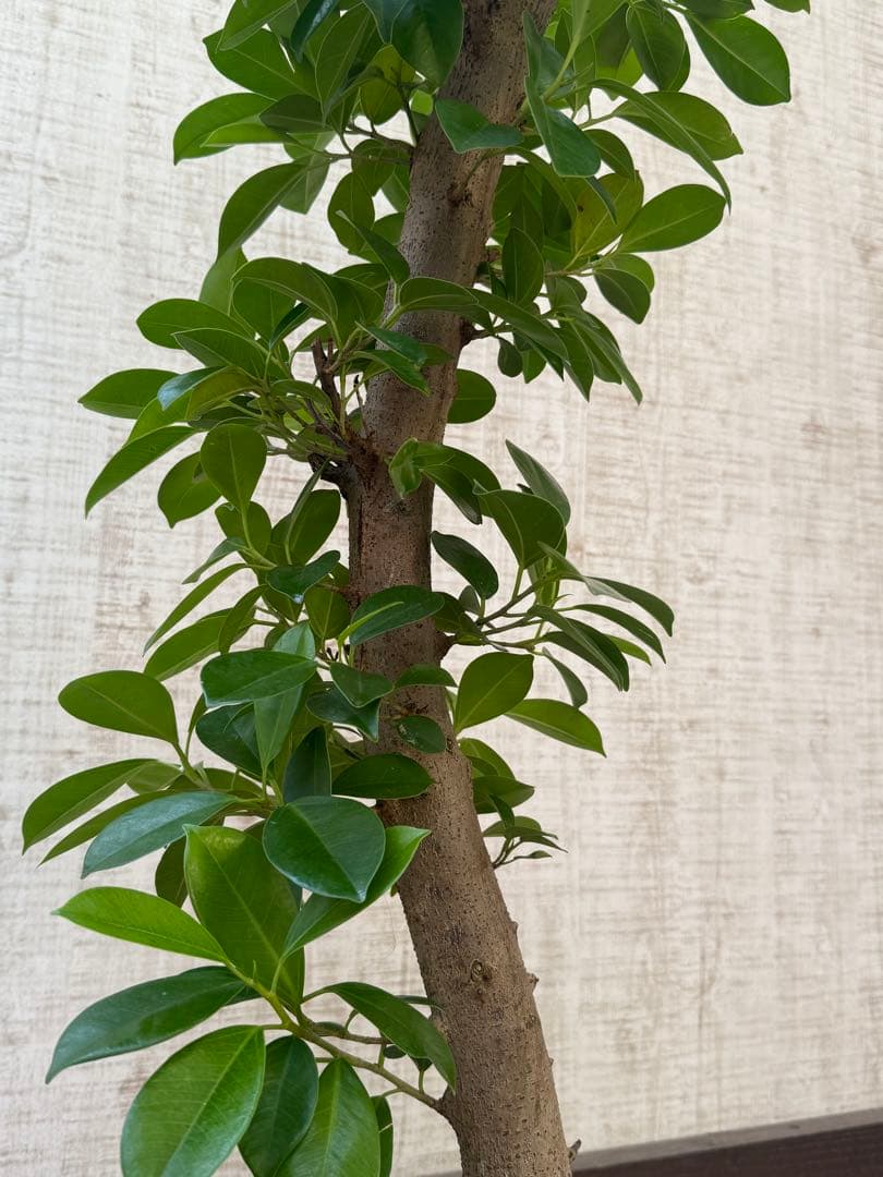 ☆ ガジュマル 太幹♪ 100cm 7号♪