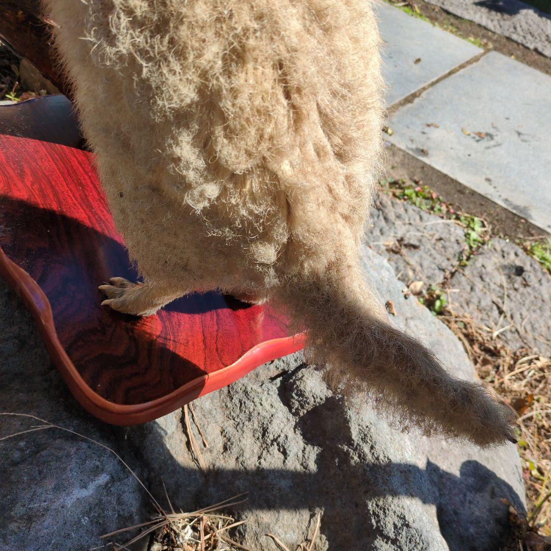 タヌキの剥製 木製台座付き