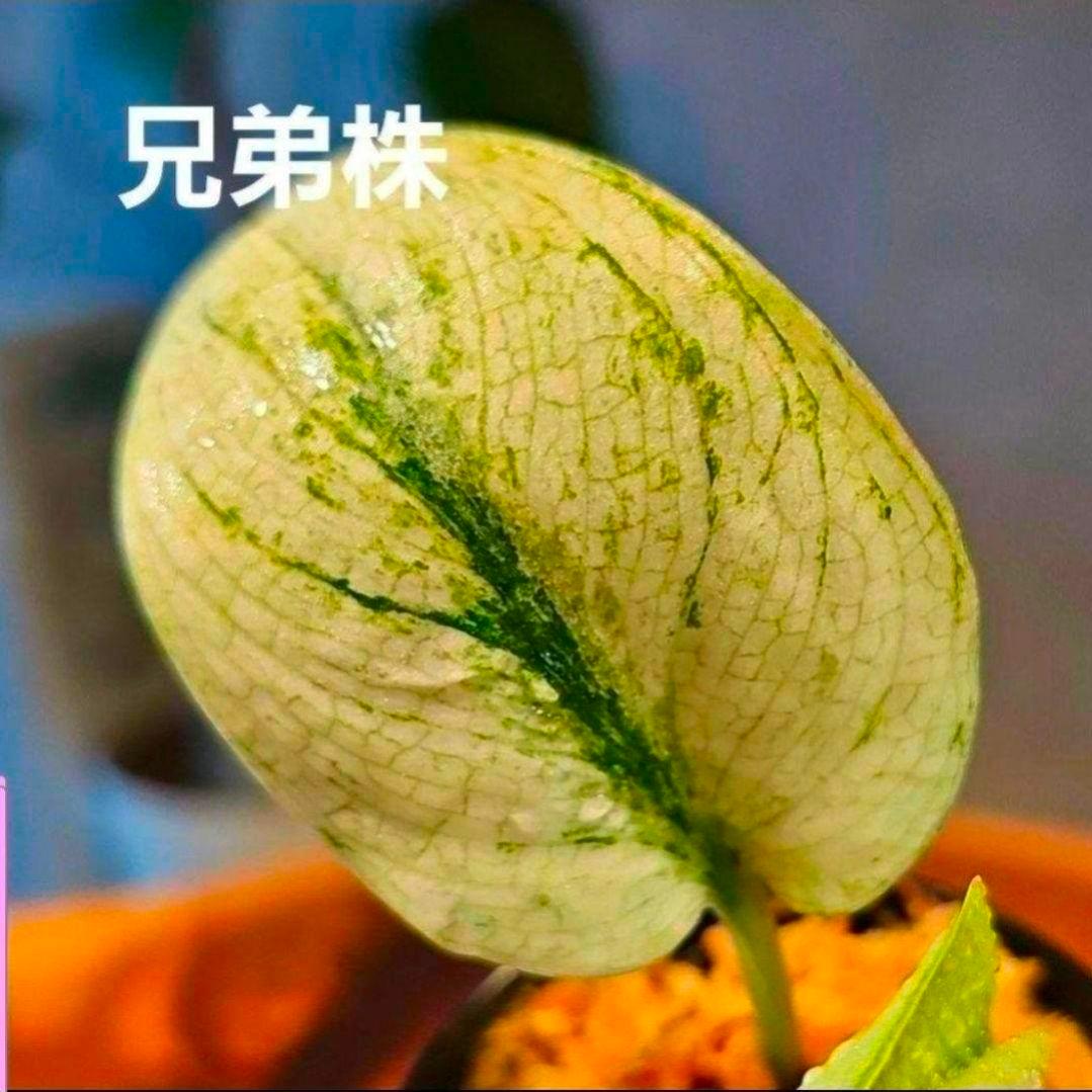 【2点】エキゾチカホログラムバリエガータ & アポラキ、スキンダプサス 発根済