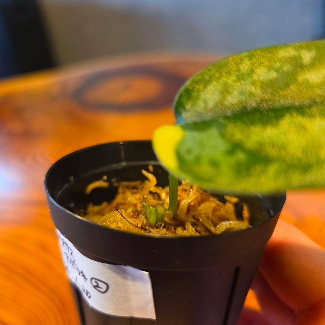 【2点】エキゾチカホログラムバリエガータ & アポラキ、スキンダプサス 発根済