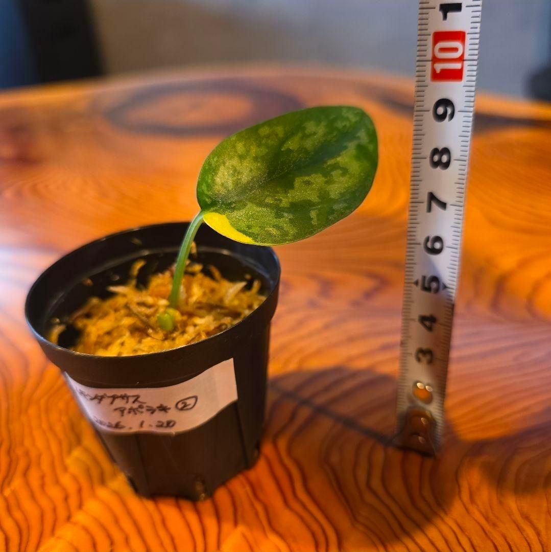 【2点】エキゾチカホログラムバリエガータ & アポラキ、スキンダプサス 発根済