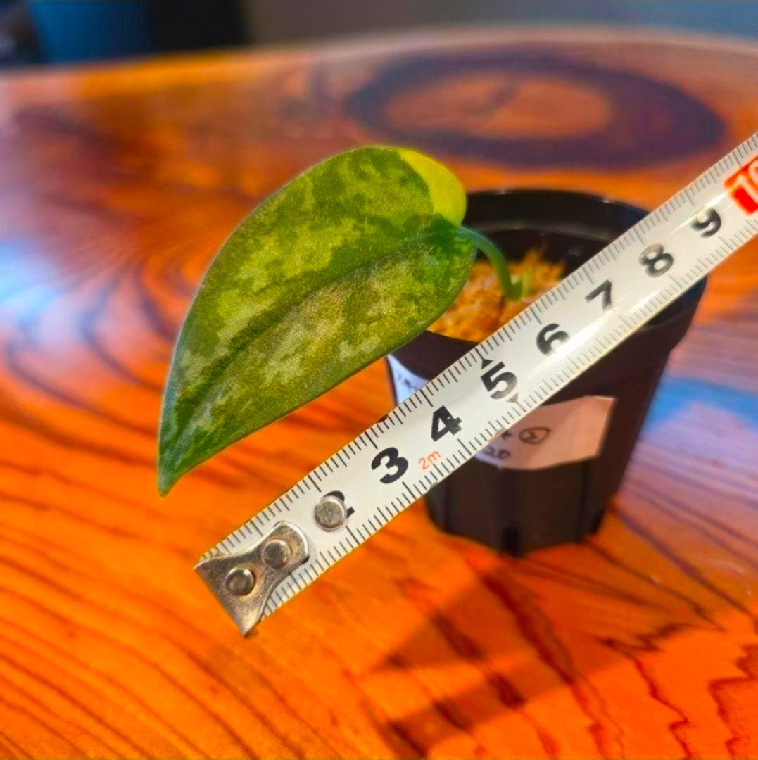 【2点】エキゾチカホログラムバリエガータ & アポラキ、スキンダプサス 発根済