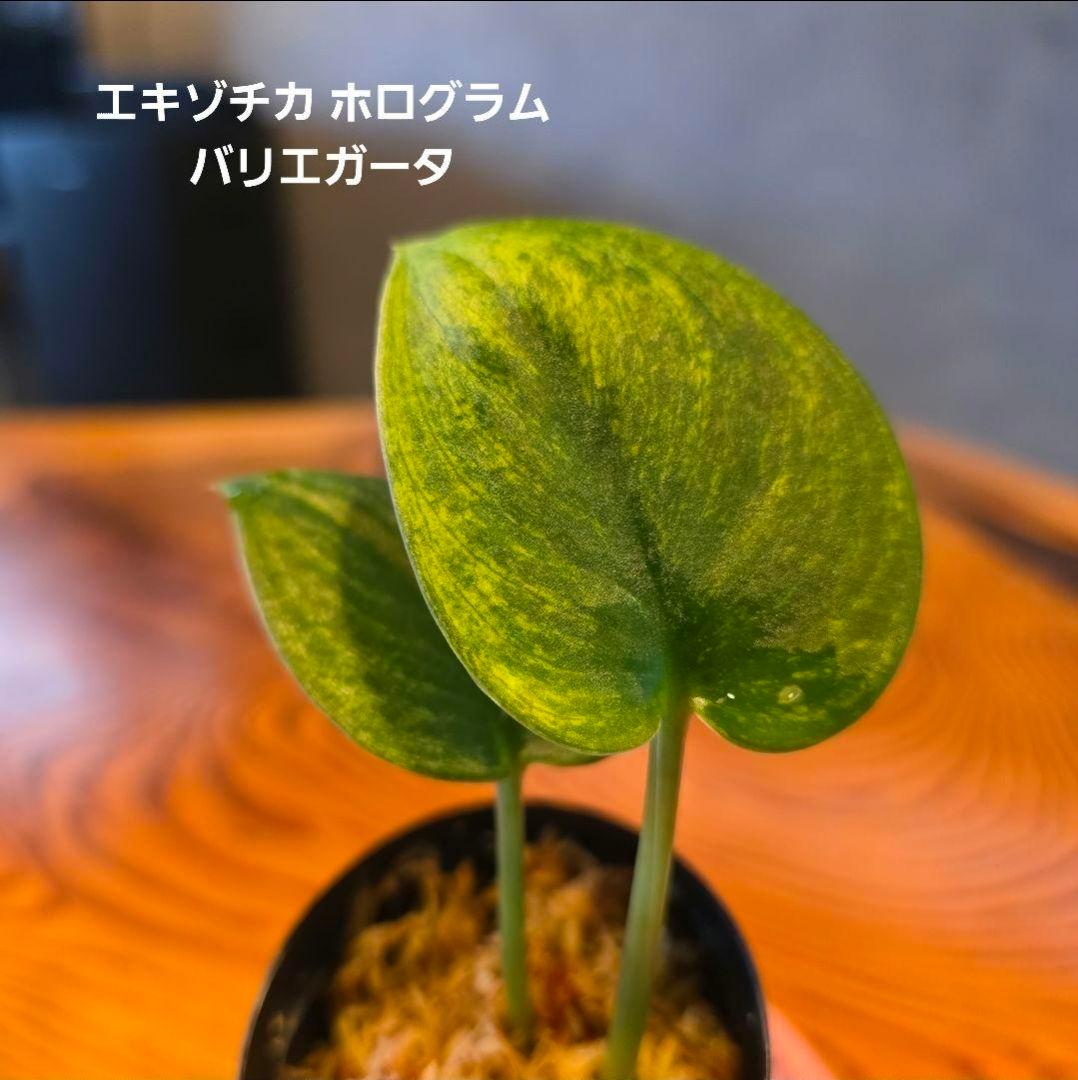 【2点】エキゾチカホログラムバリエガータ & アポラキ、スキンダプサス 発根済