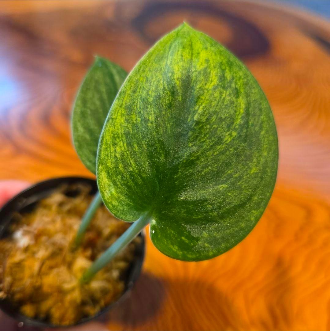 【2点】エキゾチカホログラムバリエガータ & アポラキ、スキンダプサス 発根済